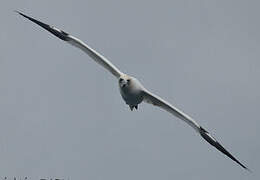 Northern Gannet