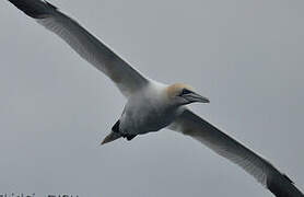 Northern Gannet