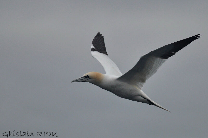 Northern Gannetadult