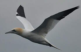 Northern Gannet