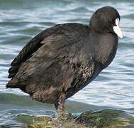 Eurasian Coot