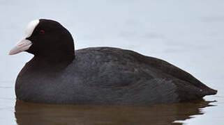 Eurasian Coot