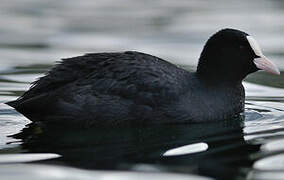 Eurasian Coot