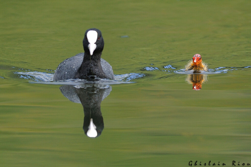 Foulque macroulePoussin