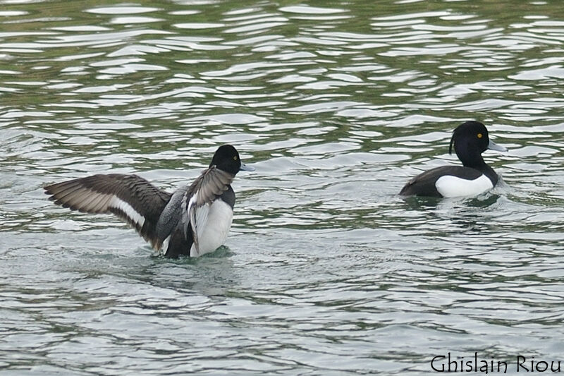 Lesser Scaup male adult