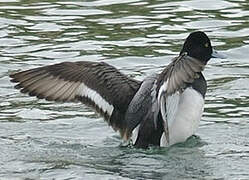 Lesser Scaup