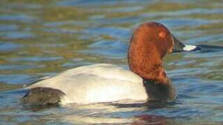 Common Pochard