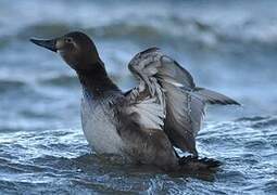 Common Pochard