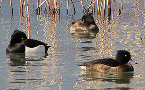 Tufted Duck