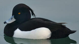 Tufted Duck