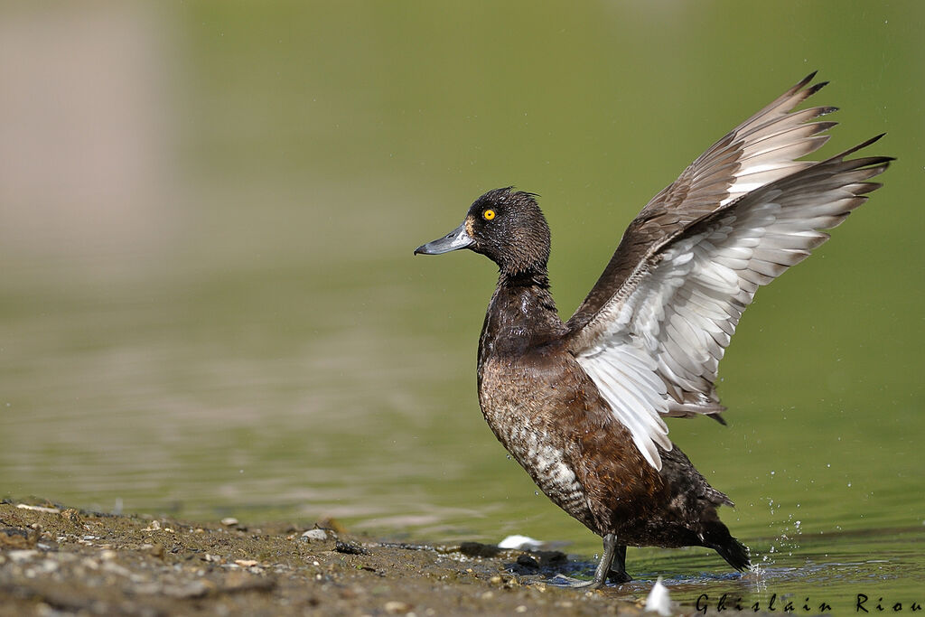 Tufted Duck