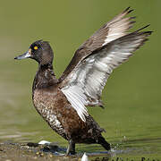 Tufted Duck