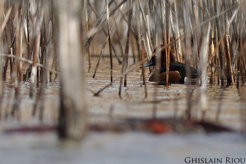 Ferruginous Duck male