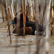 Ferruginous Duck