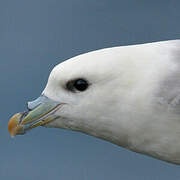 Northern Fulmar