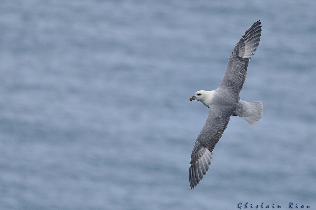 Fulmar boréal