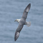 Fulmar boréal