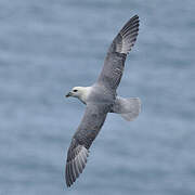 Northern Fulmar