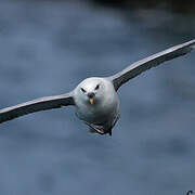 Fulmar boréal