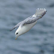 Northern Fulmar