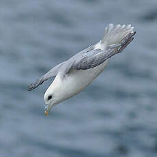 Fulmar boréal