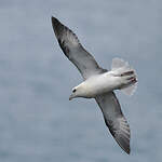 Fulmar boréal