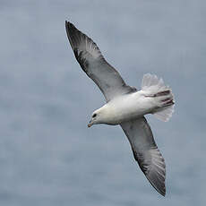 Fulmar boréal