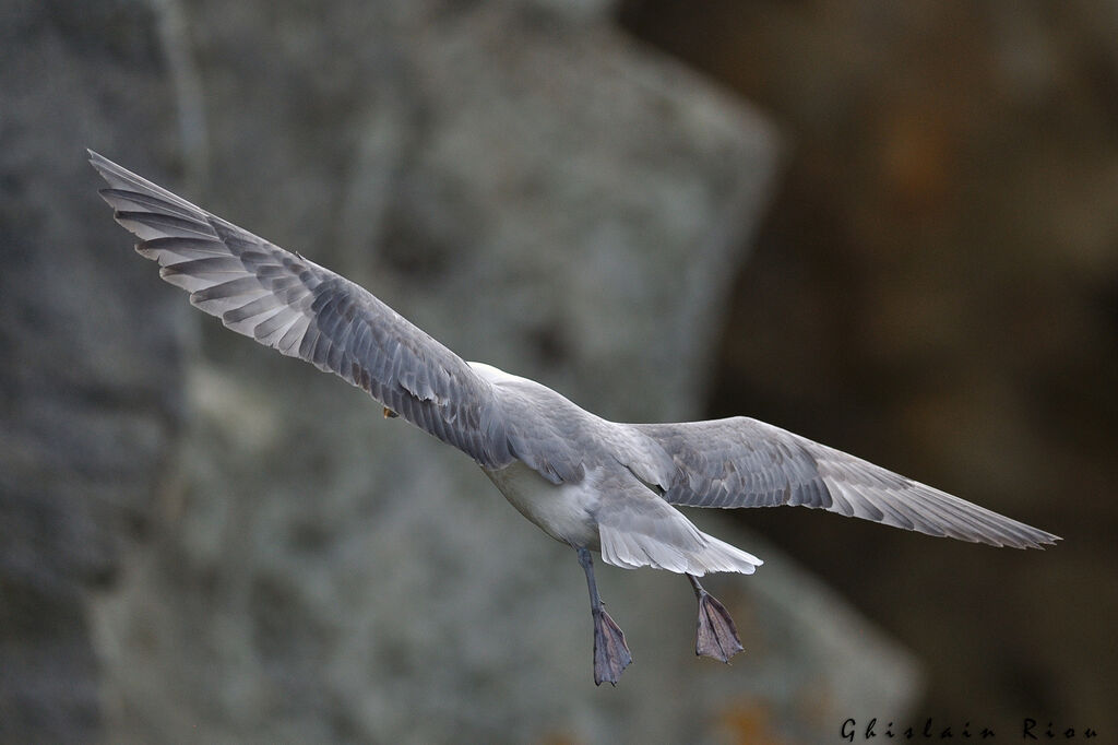 Fulmar boréal