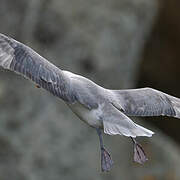 Northern Fulmar