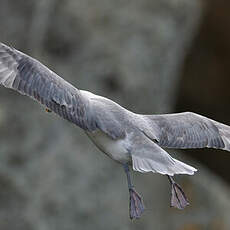 Fulmar boréal