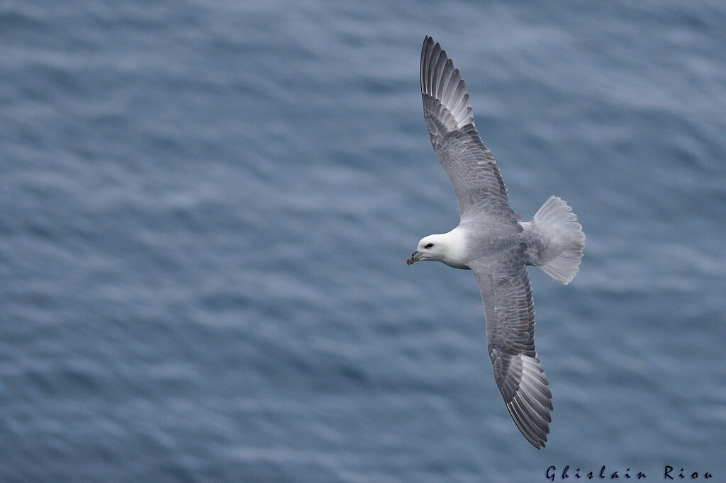 Fulmar boréal