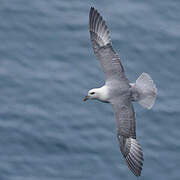 Fulmar boréal