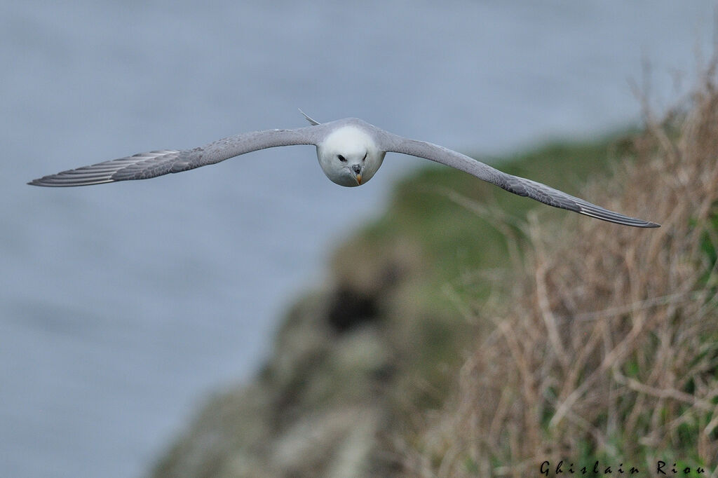 Northern Fulmar