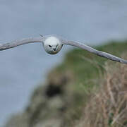 Northern Fulmar