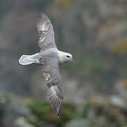 Fulmar boréal