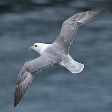 Fulmar boréal