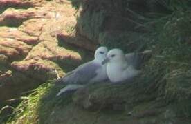 Fulmar boréal