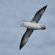 Northern Fulmar