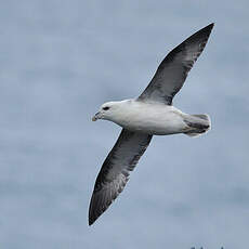 Fulmar boréal