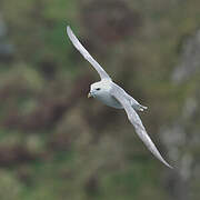 Northern Fulmar