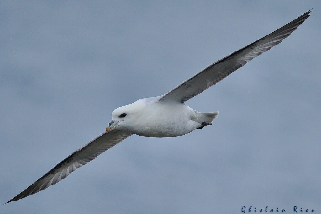 Fulmar boréal