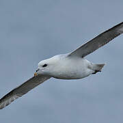 Northern Fulmar