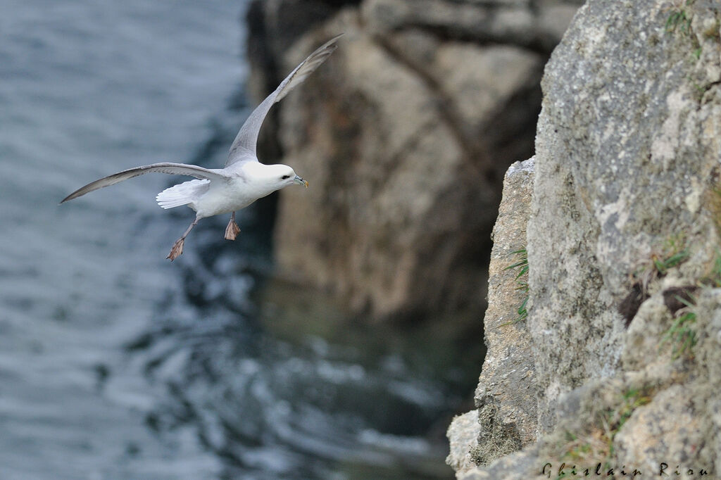 Northern Fulmar