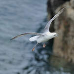 Fulmar boréal