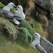 Northern Fulmar