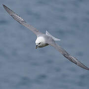 Northern Fulmar