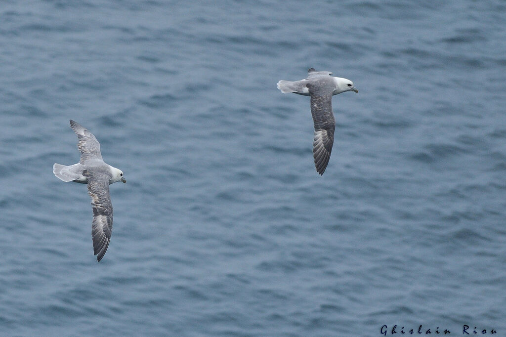 Northern Fulmar