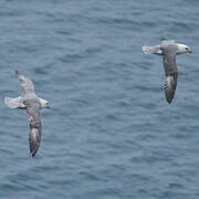 Northern Fulmar