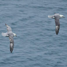 Fulmar boréal