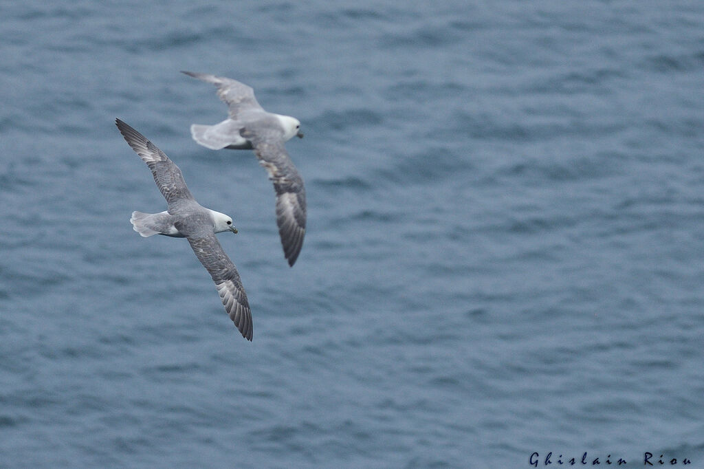 Fulmar boréal